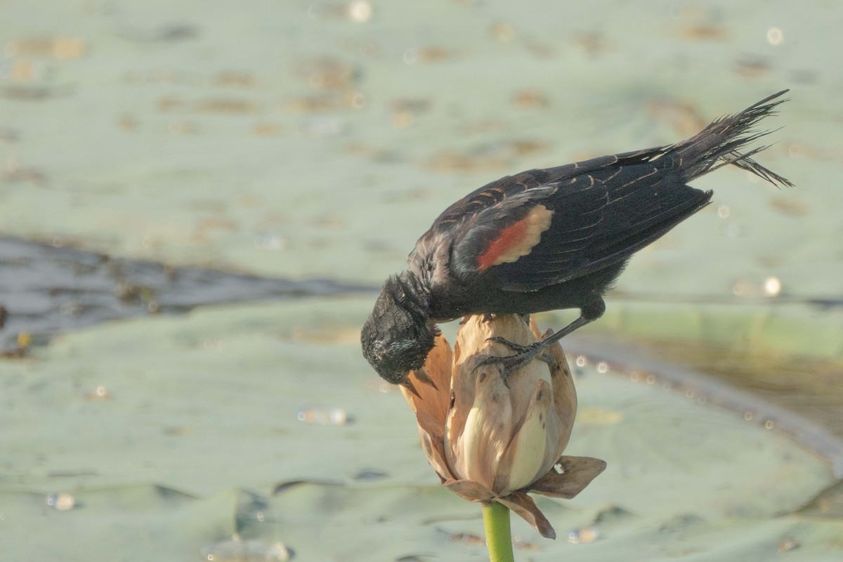 Red-winged Blackbird - ML641941323