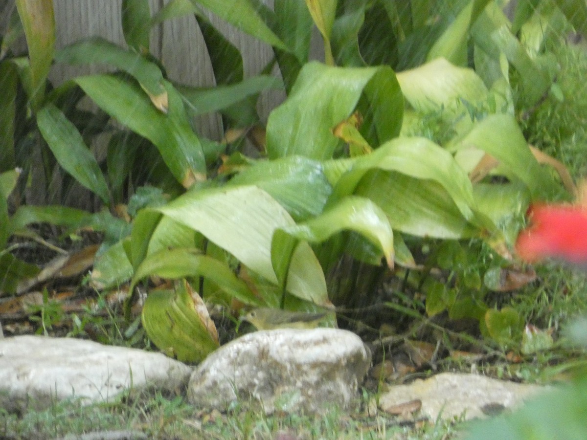 Mourning Warbler - ML641941327