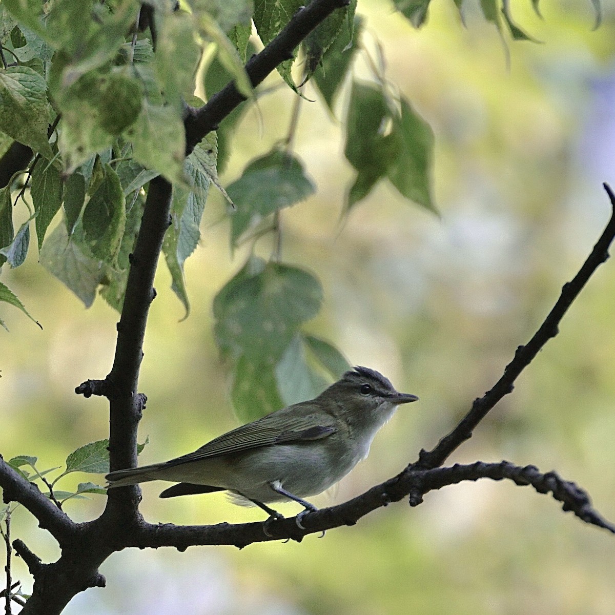 Vireo begigorria - ML641941334