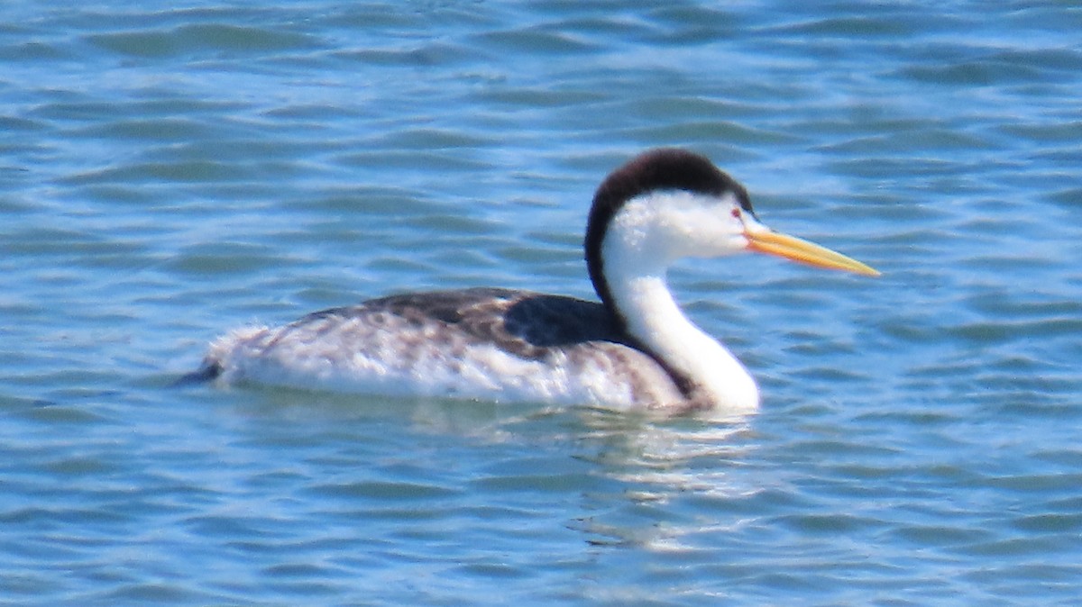 Clark's Grebe - ML641941336