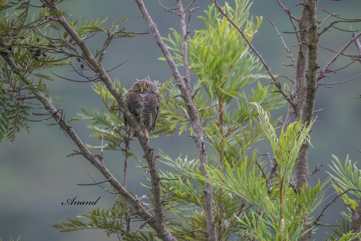 Asian Barred Owlet - ML641941344