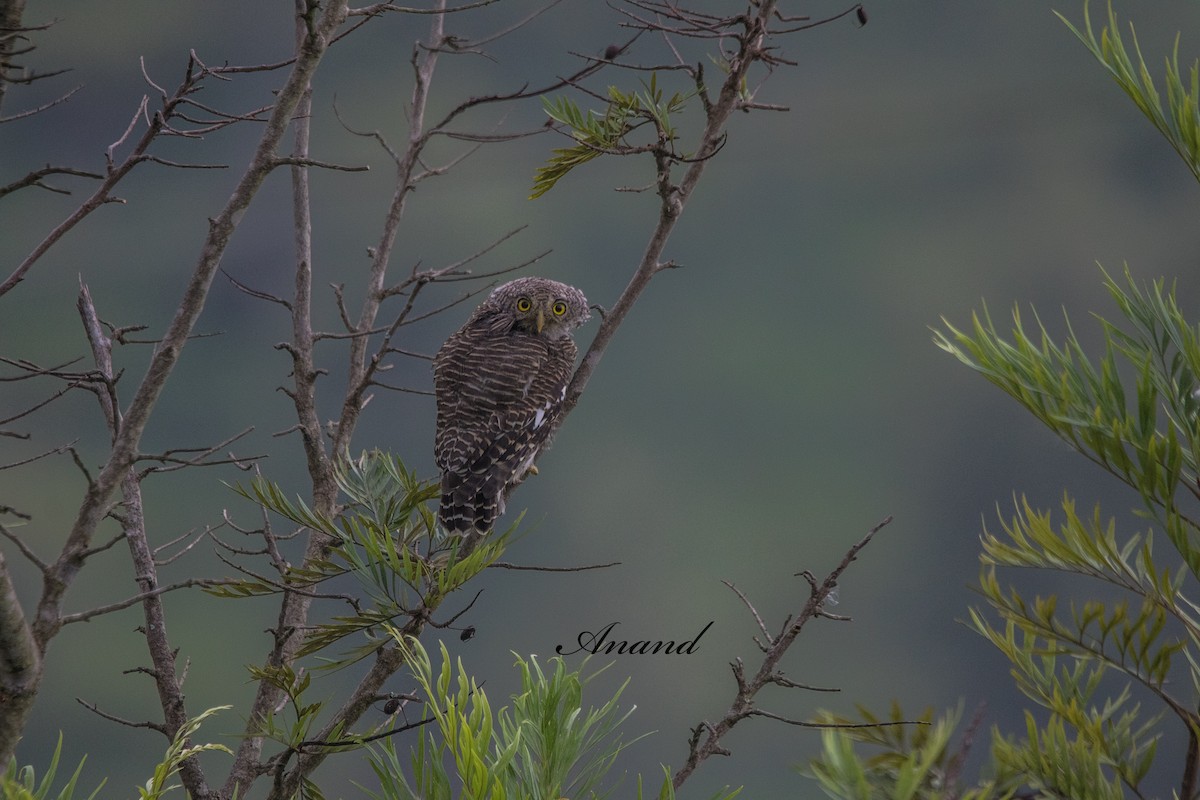 Asian Barred Owlet - ML641941345