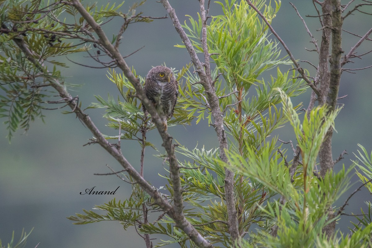 Asian Barred Owlet - ML641941346