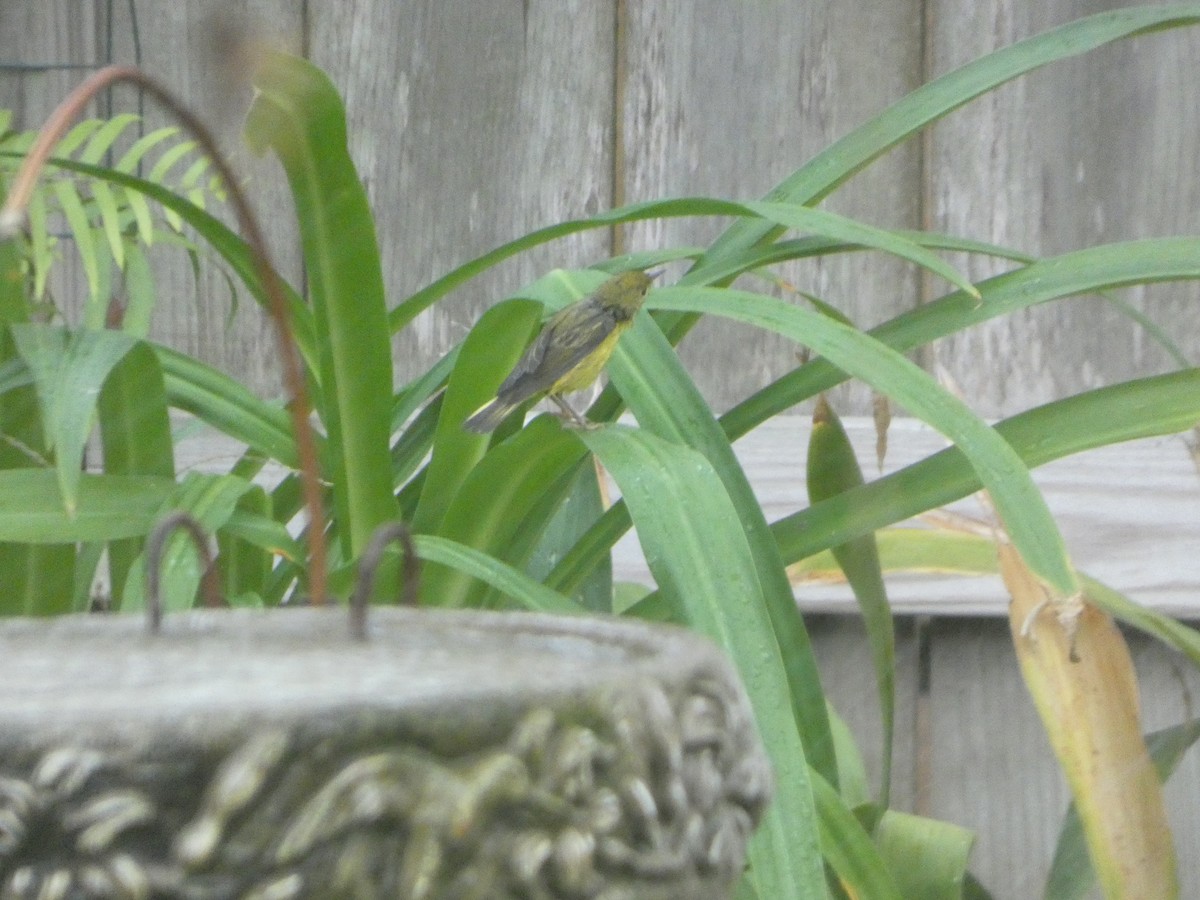 Mourning Warbler - ML641941347