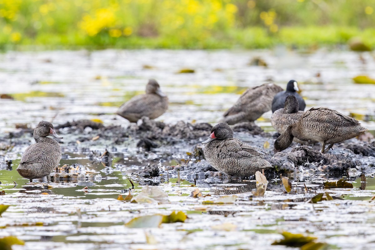 Freckled Duck - ML641941350
