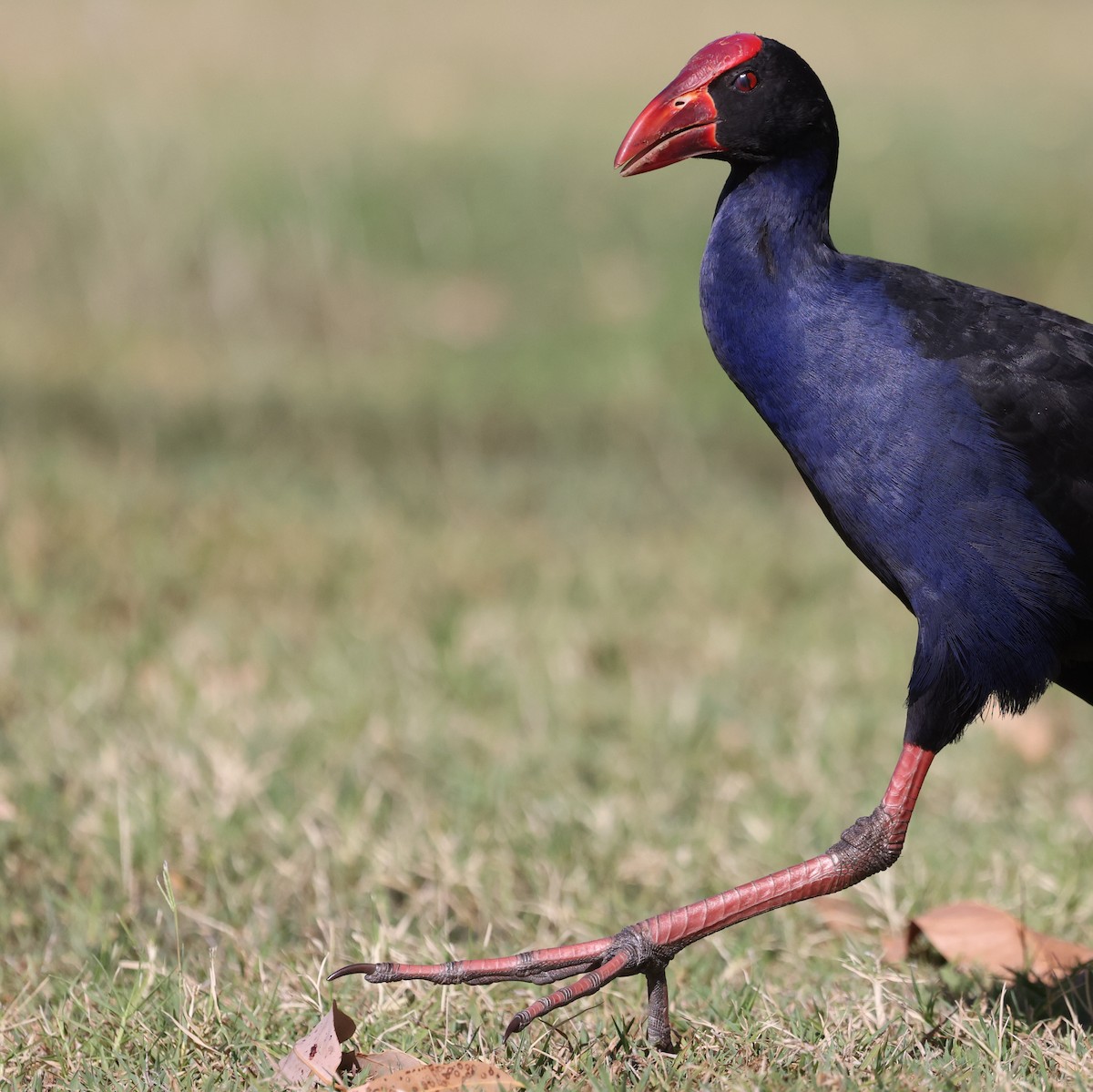 Australasian Swamphen - ML641941356