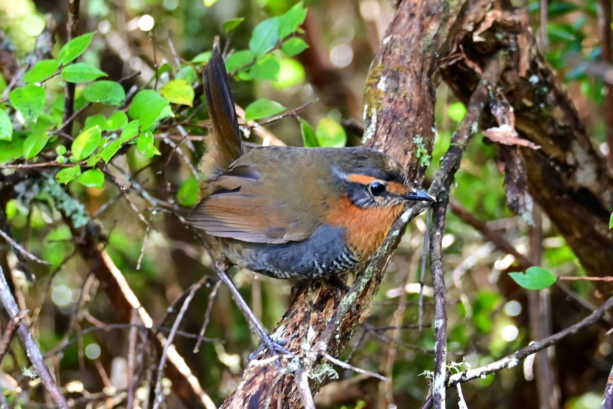 Chucao Tapaculo - ML641941366