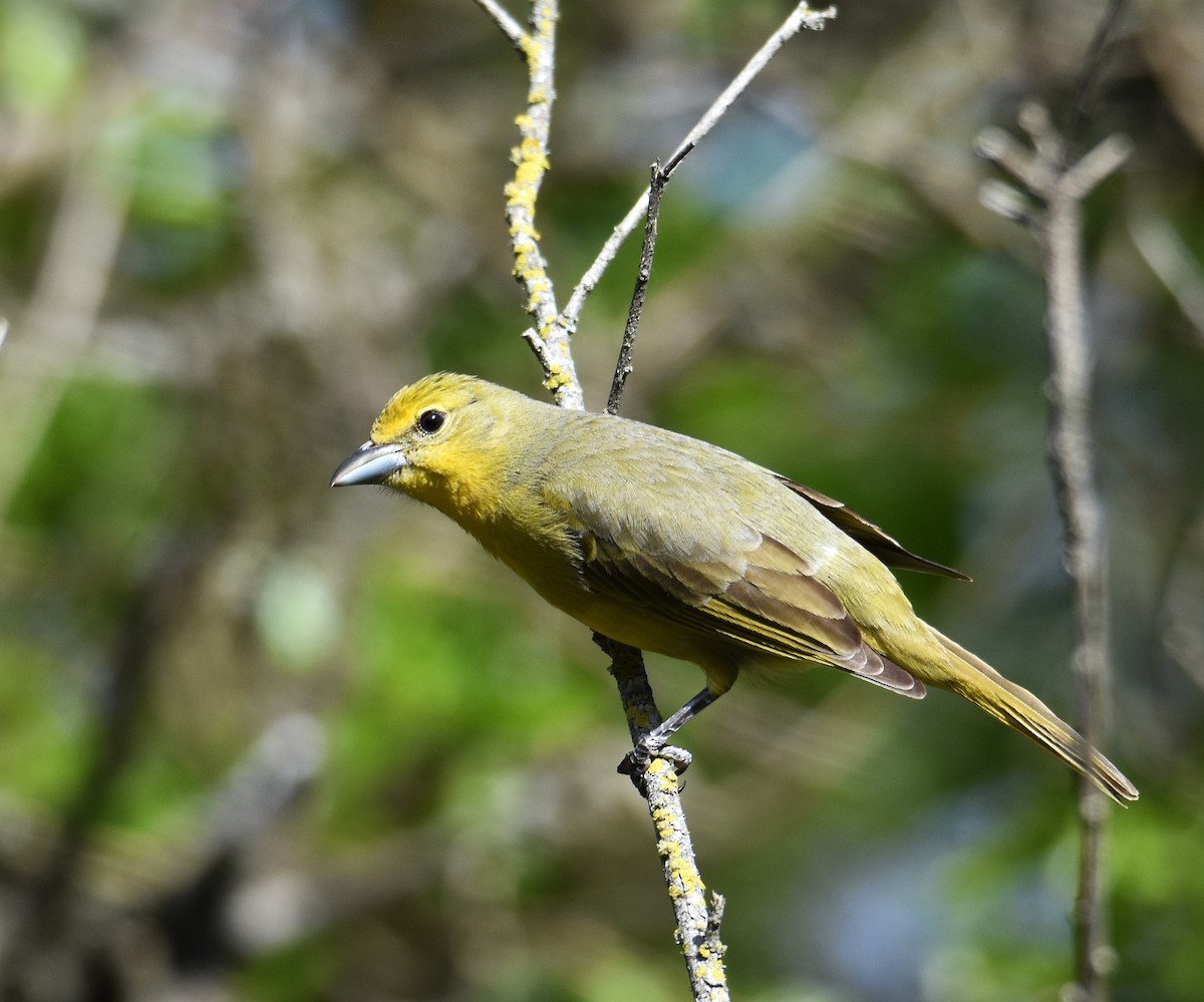 Hepatic Tanager - ML641941386