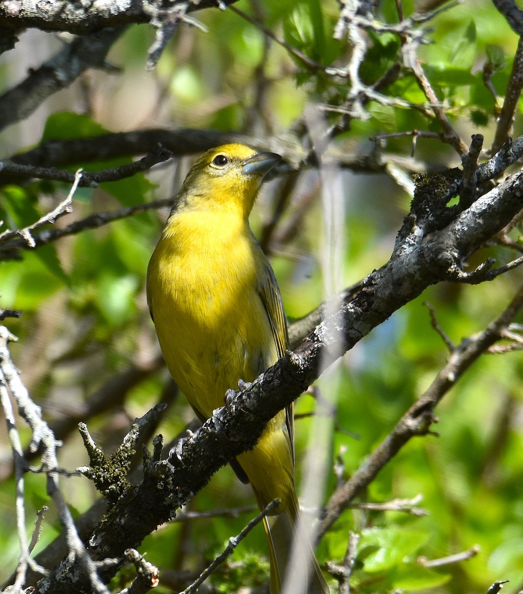 Hepatic Tanager - ML641941401