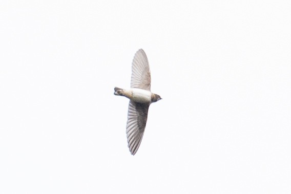 Cliff Swallow - ML641941418