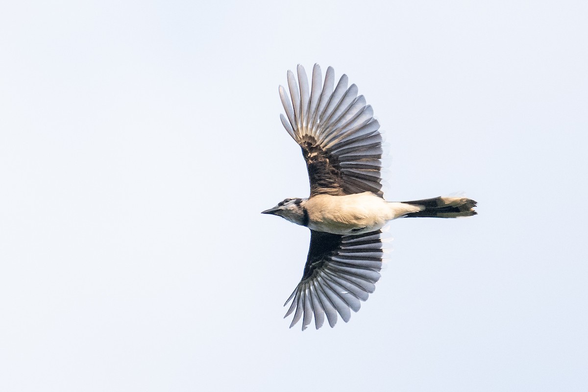 Blue Jay - ML641941429
