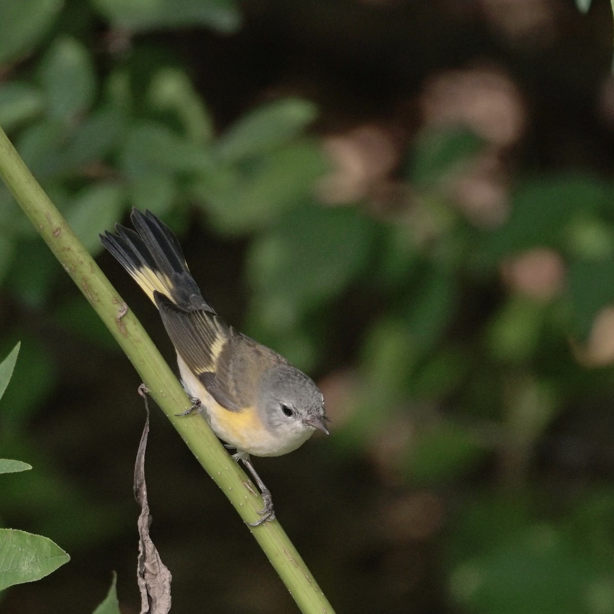 American Redstart - ML641941430