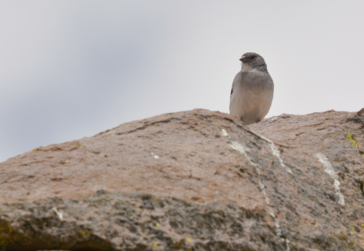 ノドジロヤマシトド - ML641941443