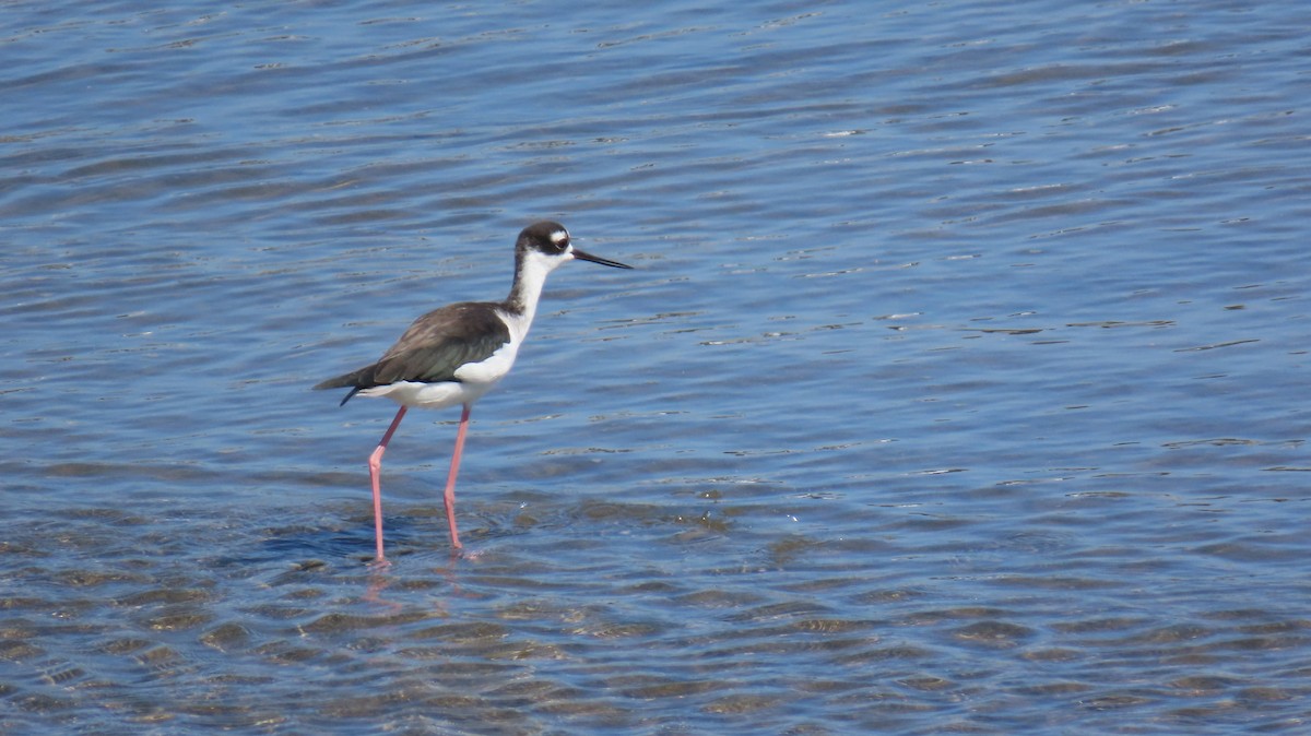 Black-necked Stilt (Black-necked) - ML641941450