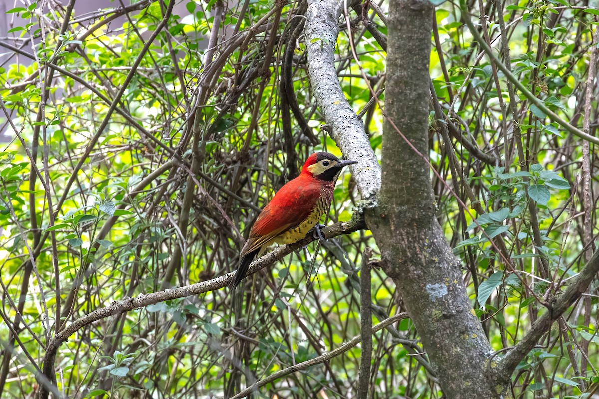 Crimson-mantled Woodpecker - ML641941479