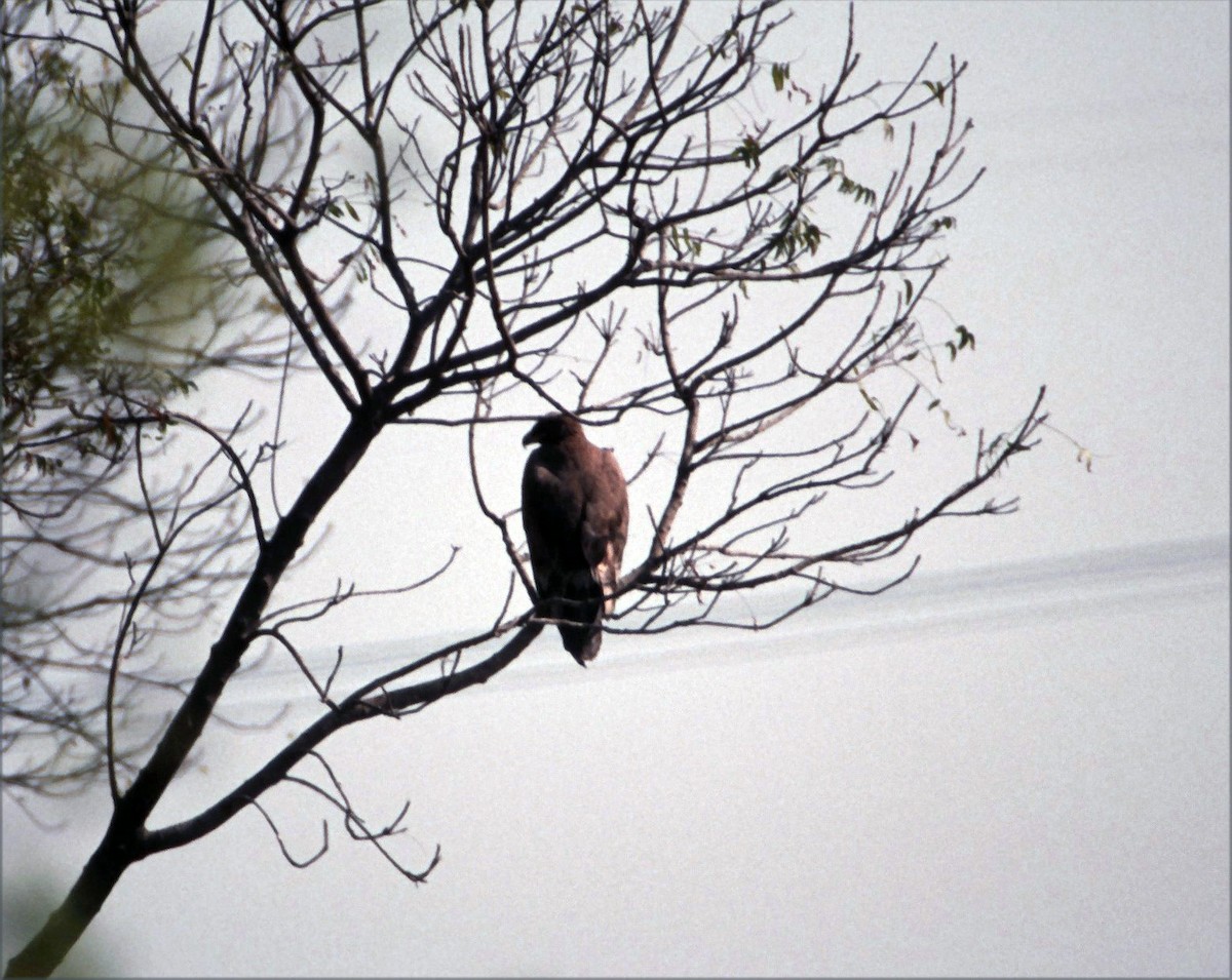 Steppe Eagle - ML641941496