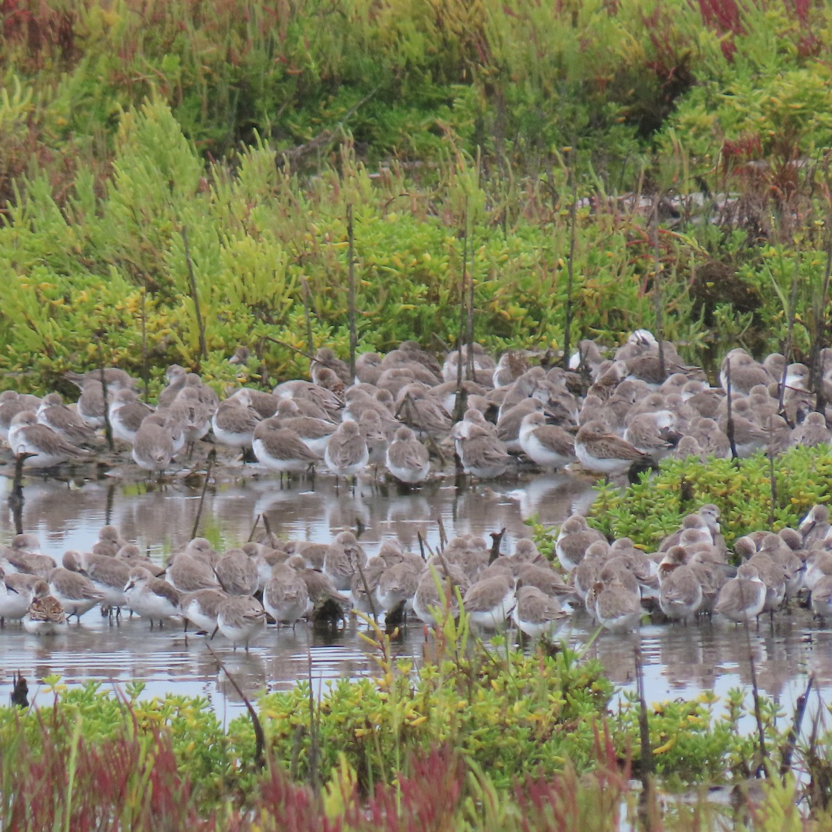 tanımsız küçük kumkuşu (Calidris sp.) - ML641941502