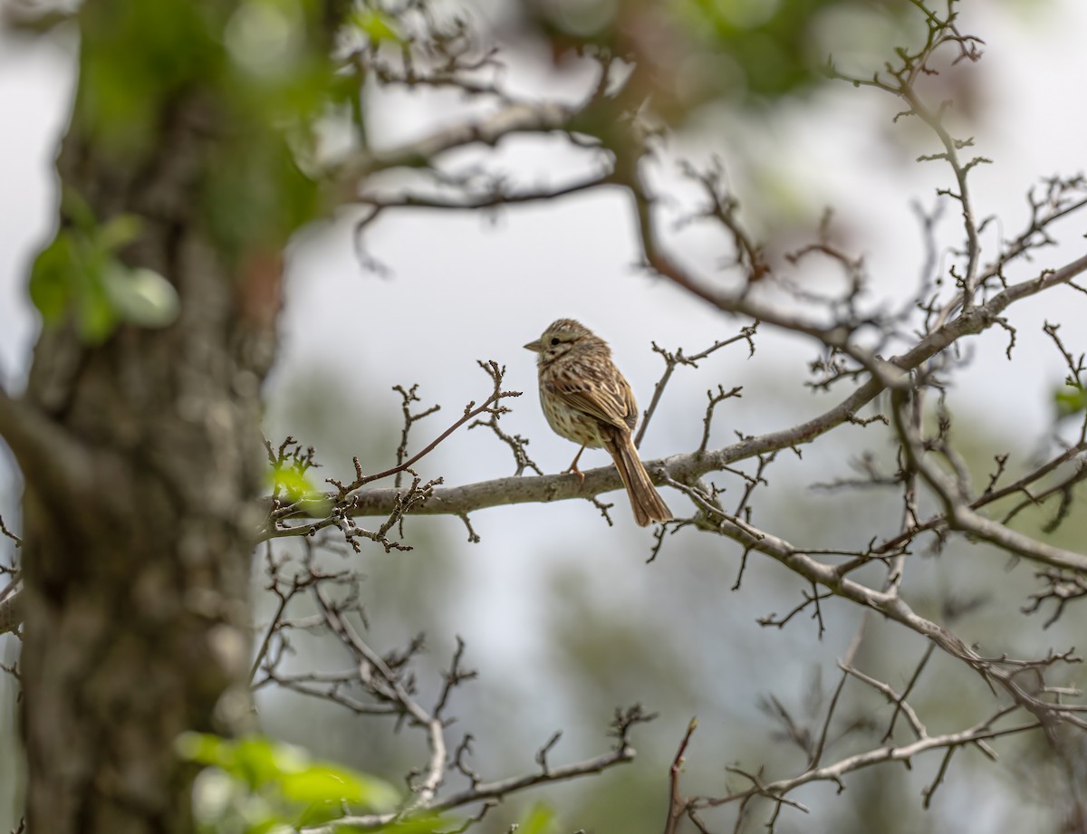 Song Sparrow - ML641941509