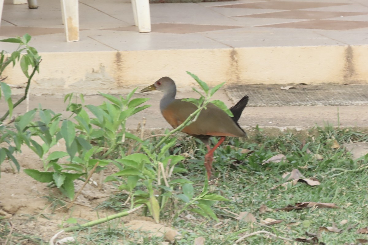 Gray-cowled Wood-Rail - ML641941512