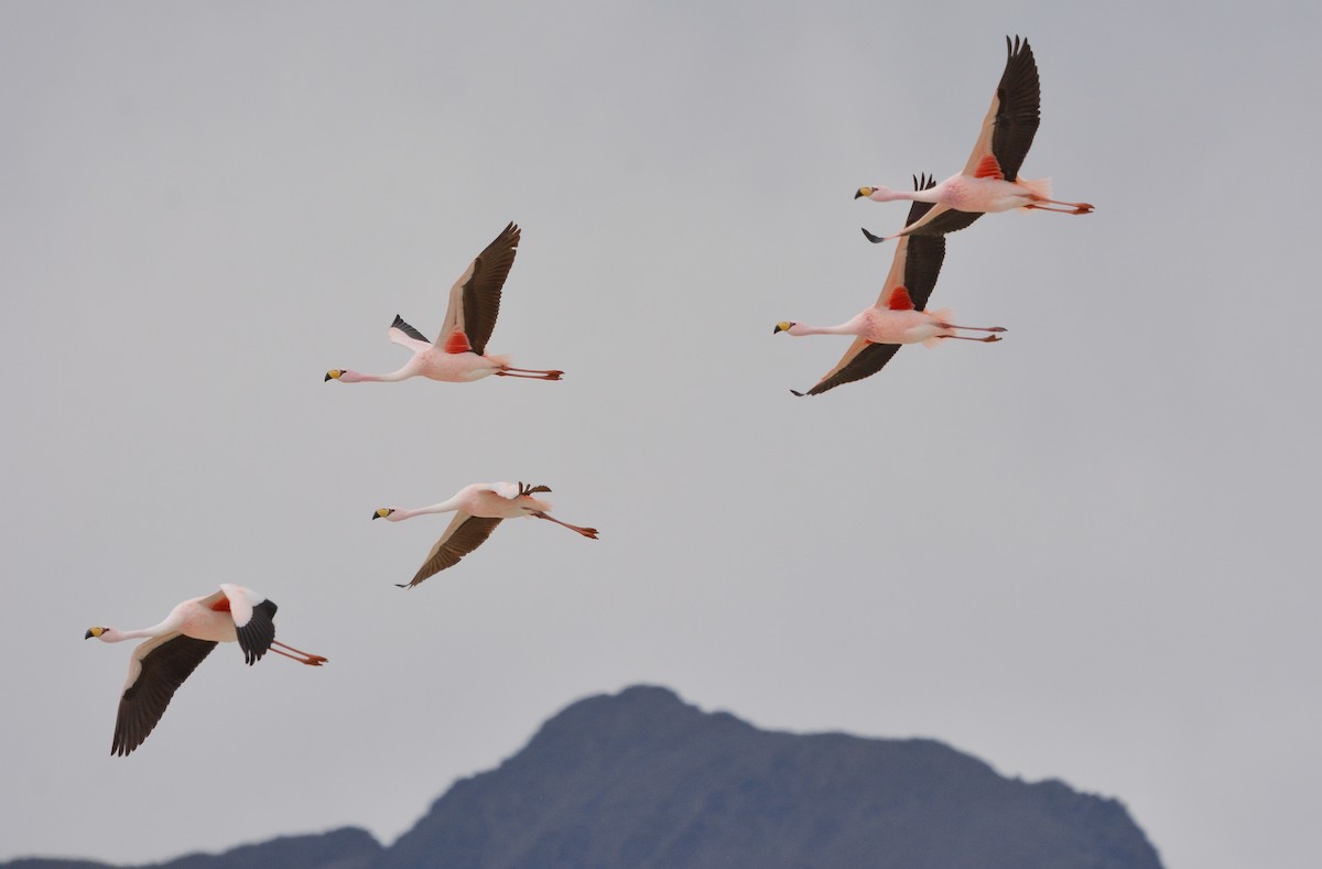 James's Flamingo - ML641941517