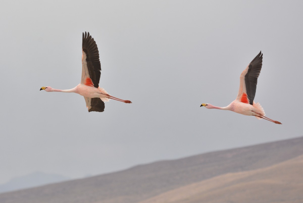 James's Flamingo - ML641941518