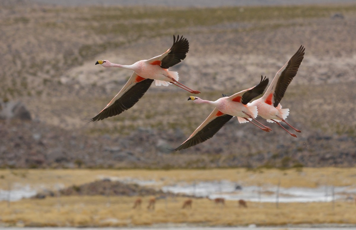 James's Flamingo - ML641941519