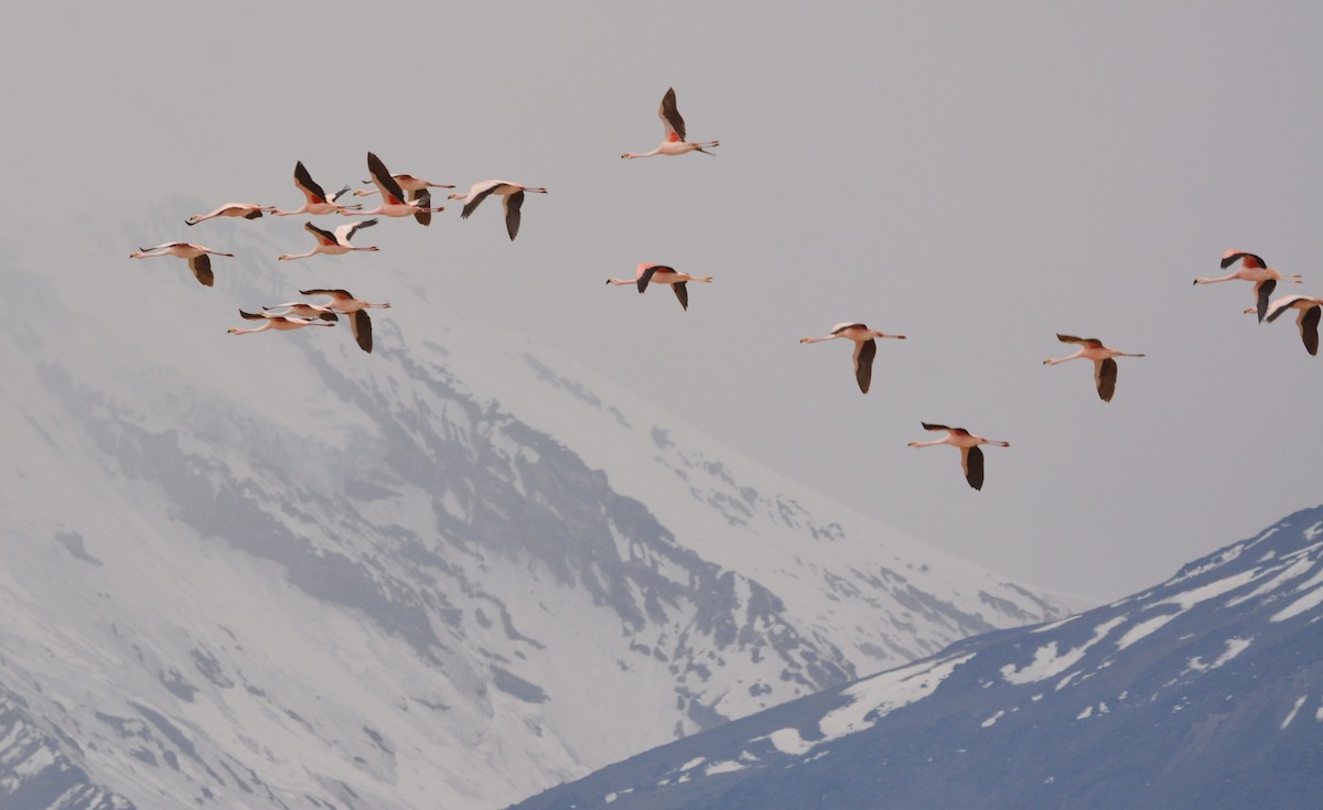 James's Flamingo - ML641941520