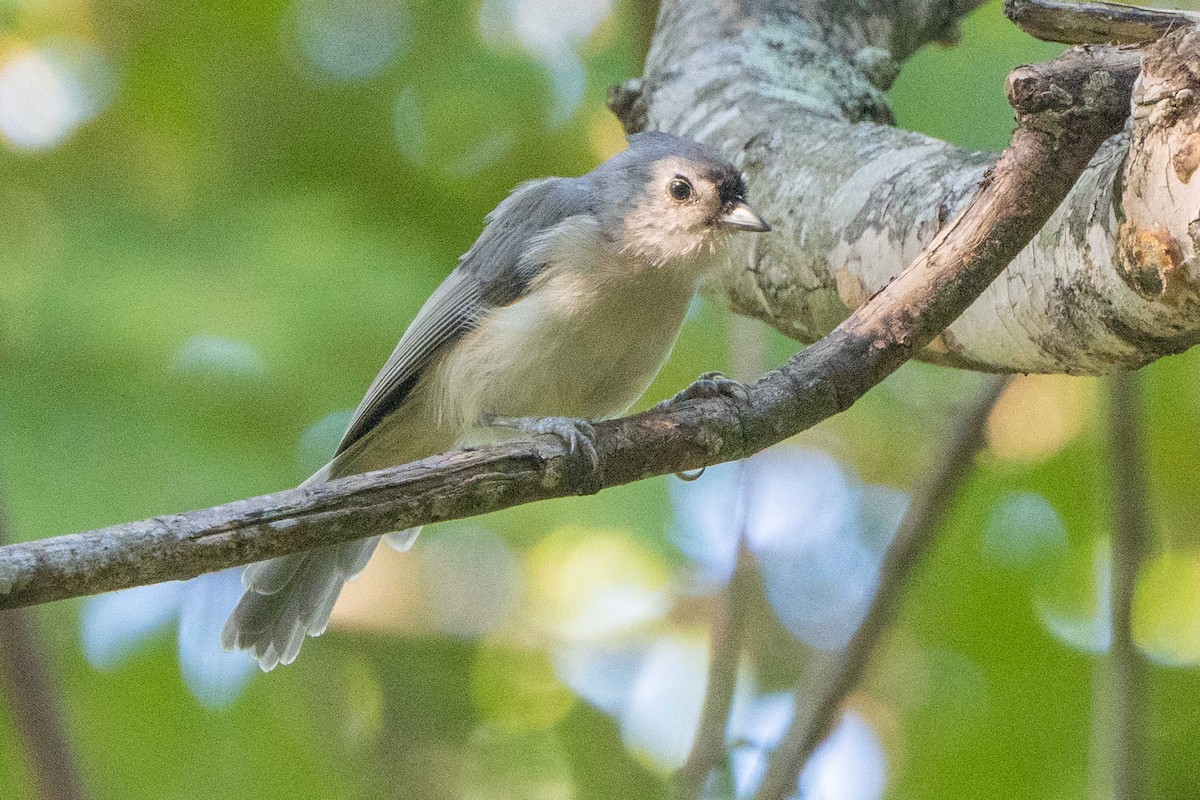 Tufted Titmouse - ML641941543