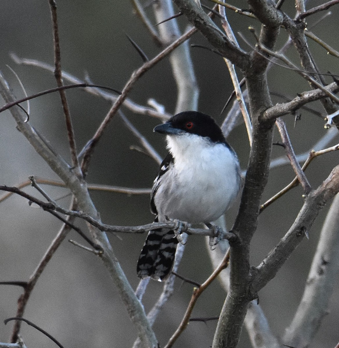 Great Antshrike - ML641941548