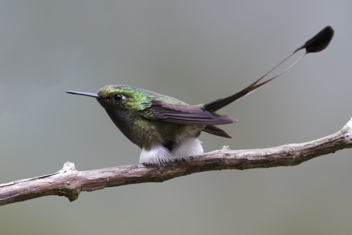 White-booted Racket-tail - ML641941552