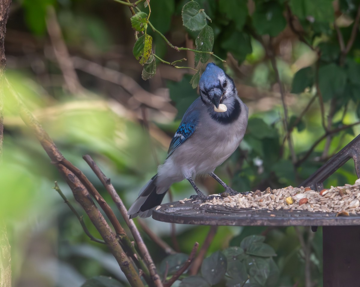 Blue Jay - ML641941560