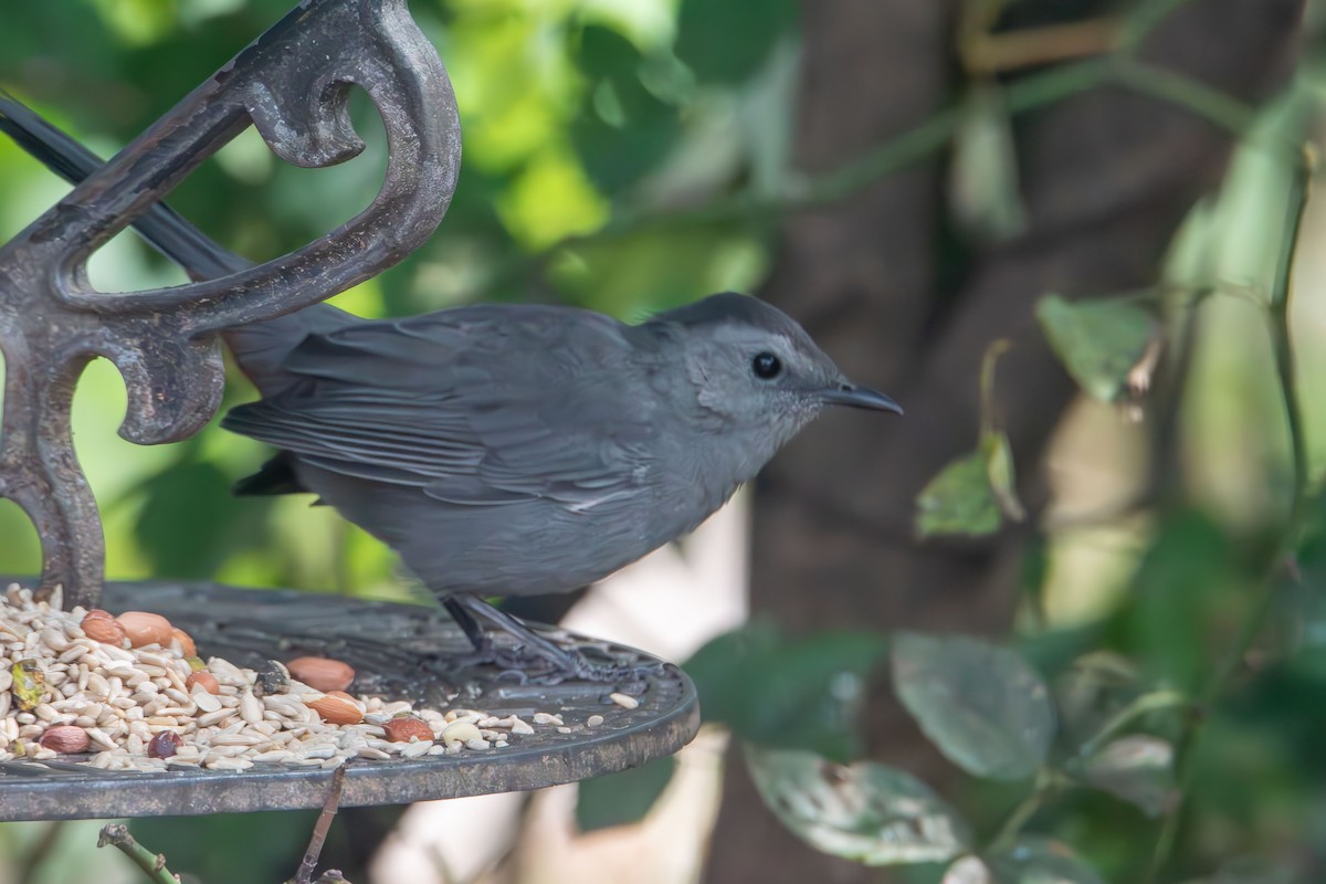 Gray Catbird - ML641941584