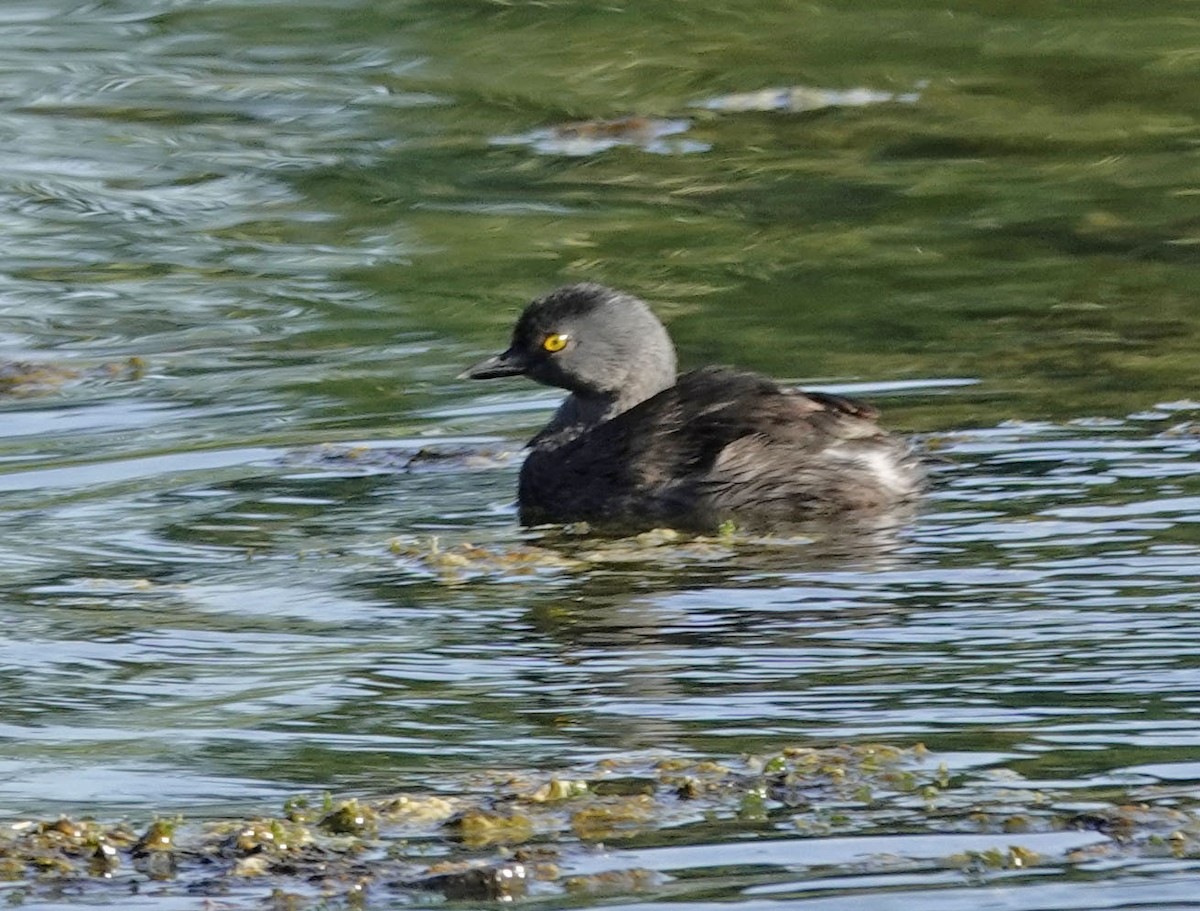 Least Grebe - ML641941596