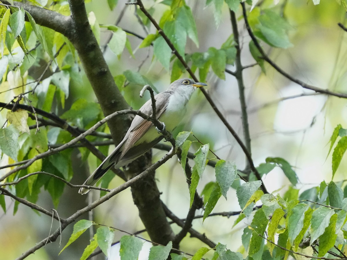 Yellow-billed Cuckoo - ML641941599