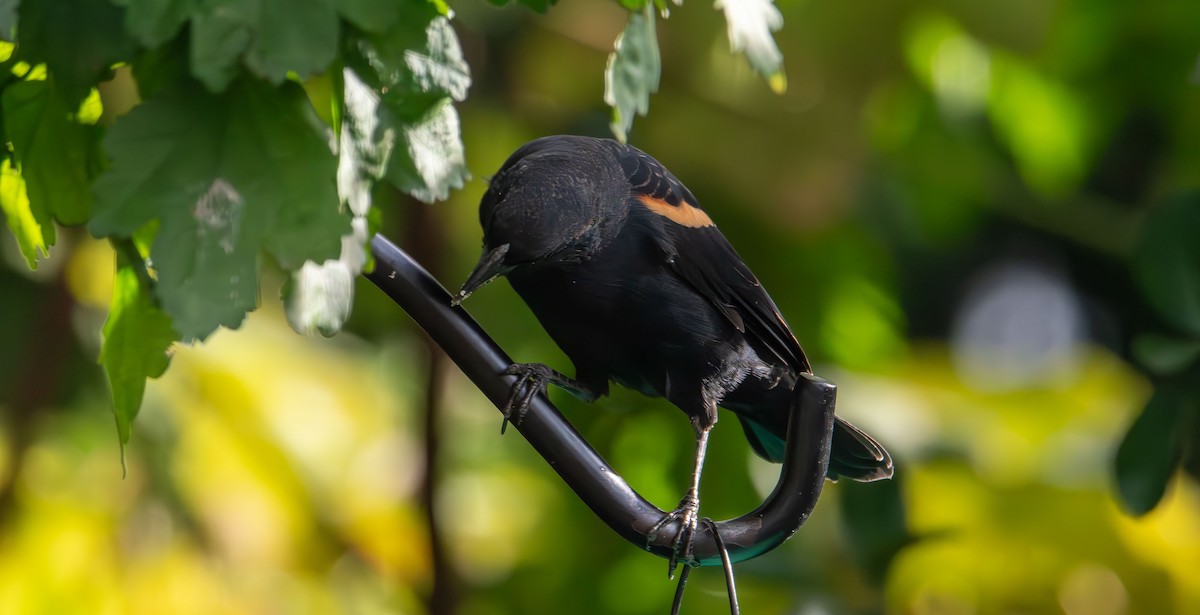 Red-winged Blackbird - ML641941612