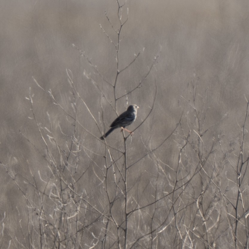 Carbonated Sierra Finch - ML641941627