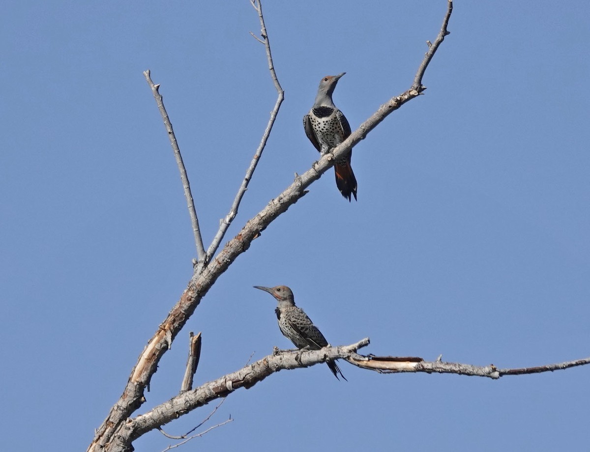 Gilded Flicker - ML641941630