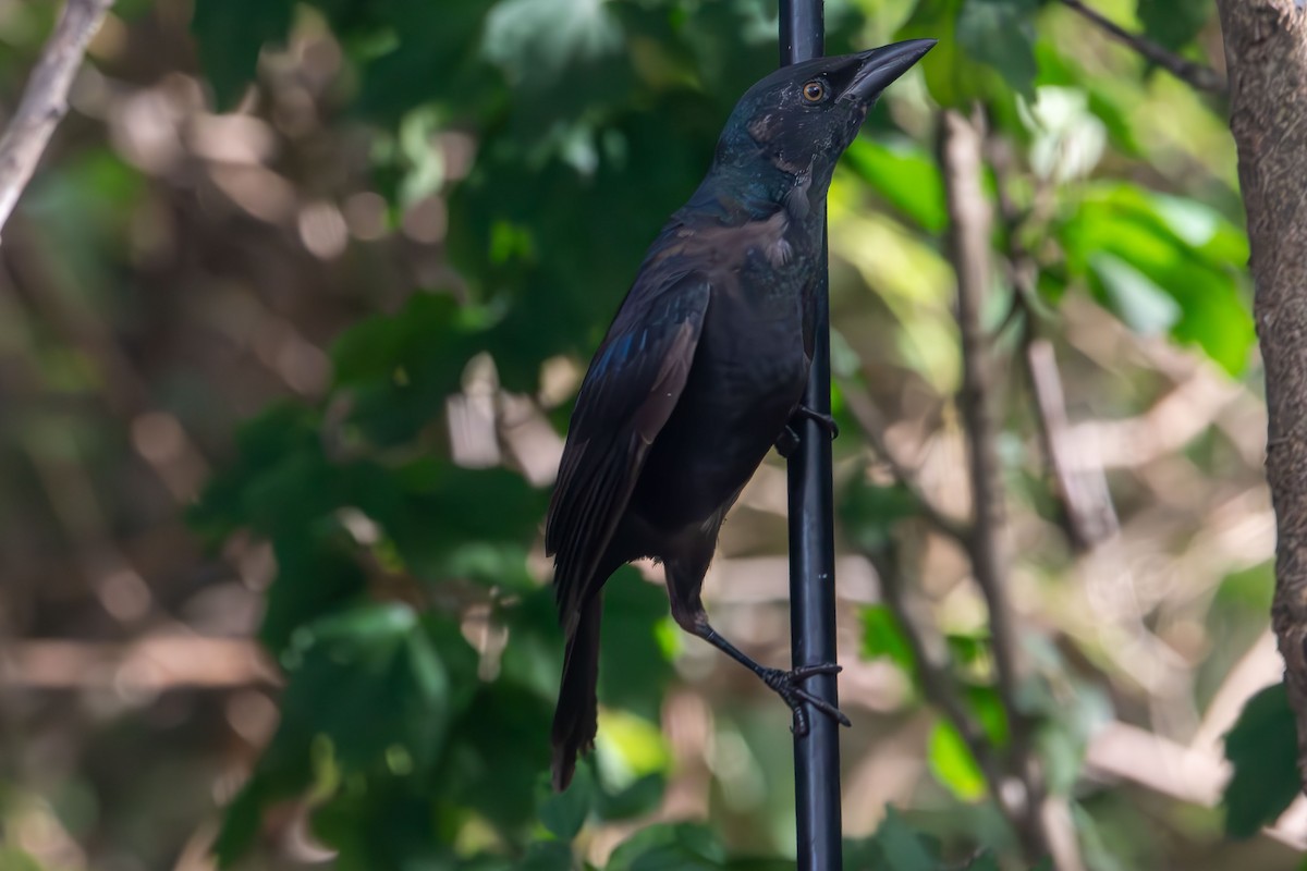 Common Grackle - ML641941632
