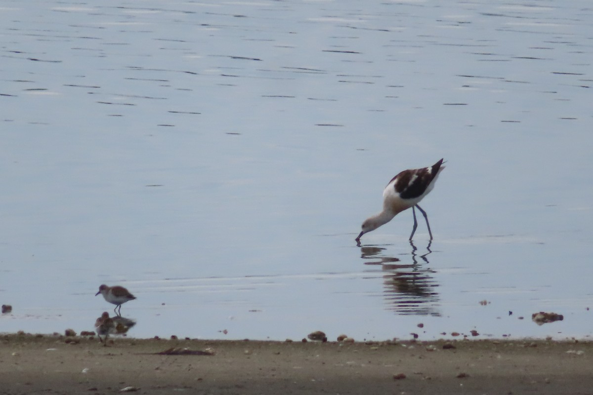 American Avocet - ML641941634