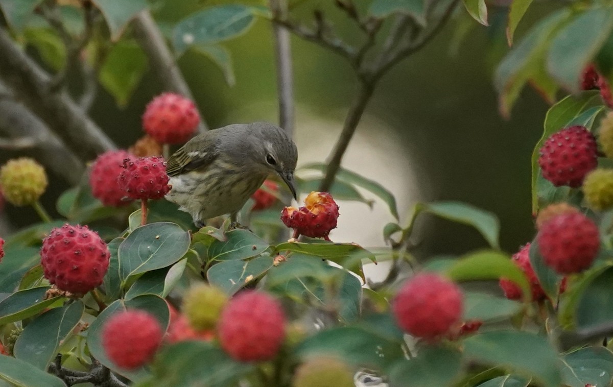 Cape May Warbler - ML641941640