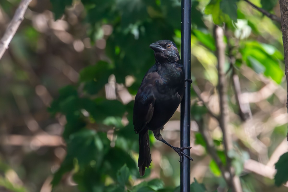 Common Grackle - ML641941641
