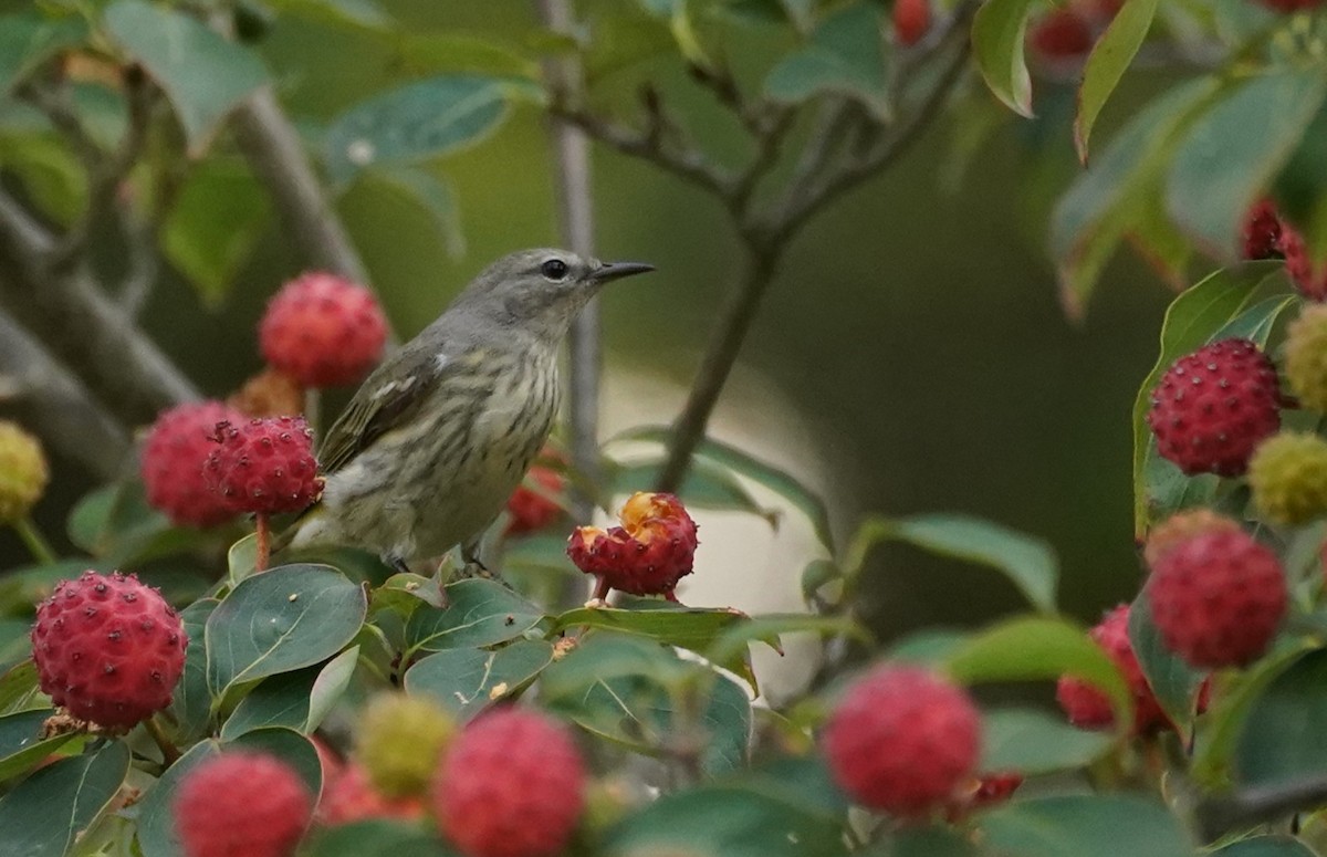 Cape May Warbler - ML641941642
