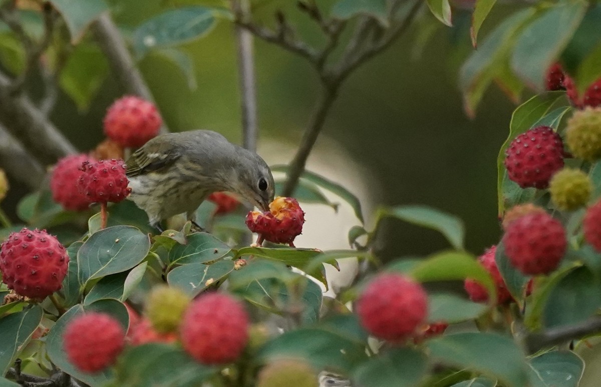 Cape May Warbler - ML641941643