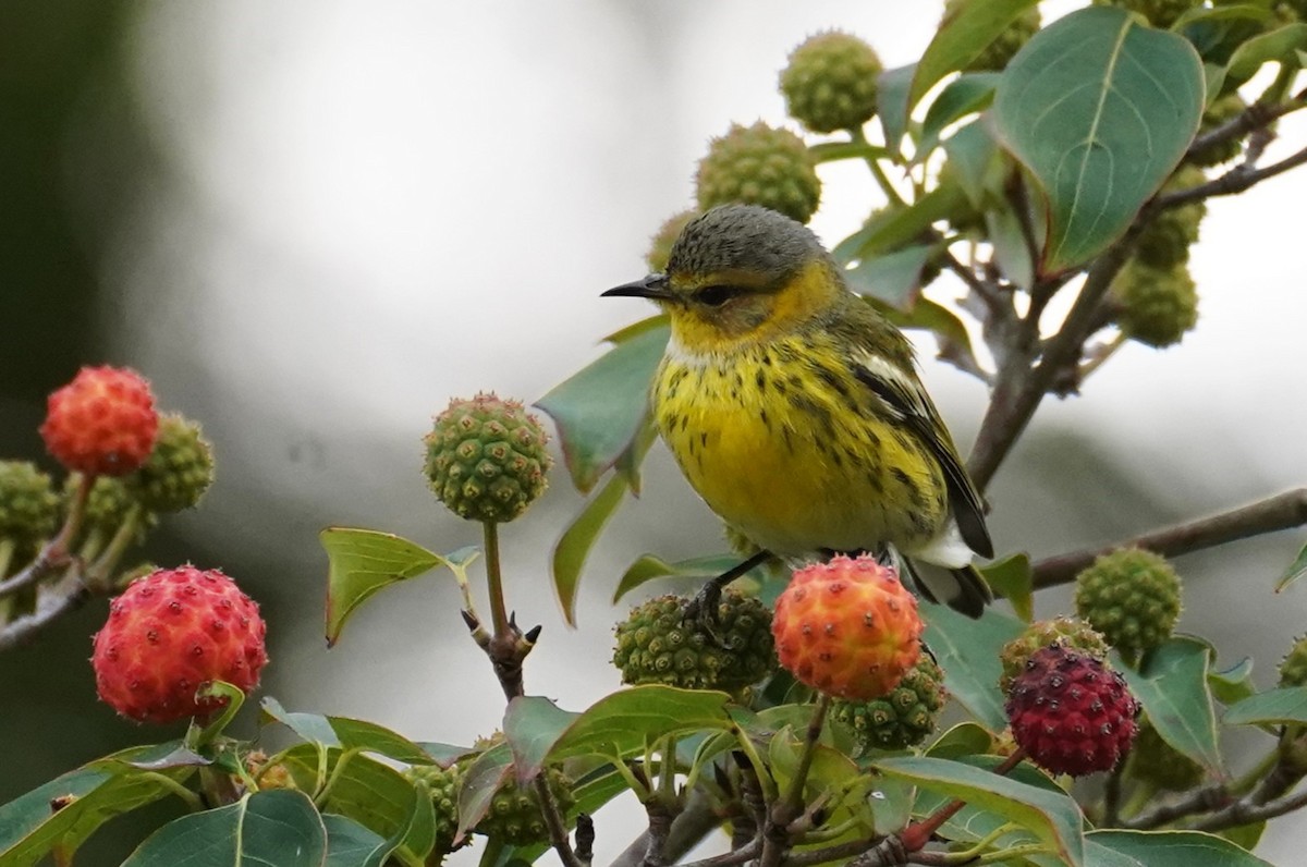 Cape May Warbler - ML641941646