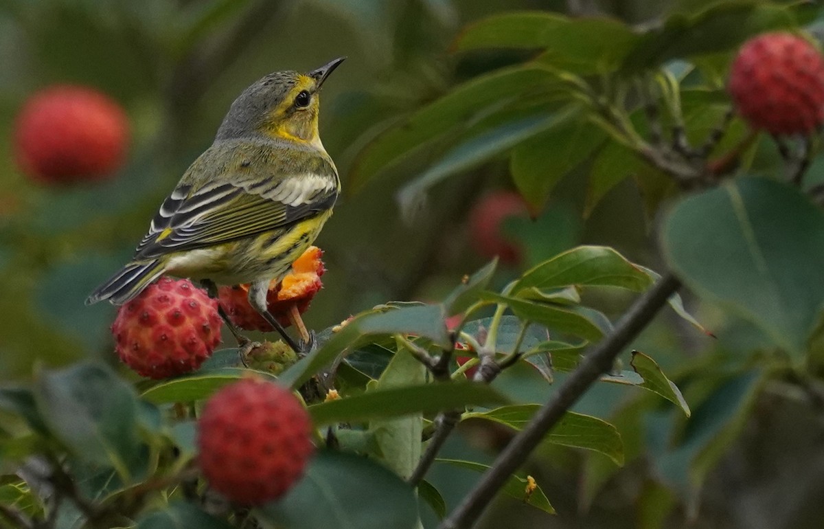 Cape May Warbler - ML641941647