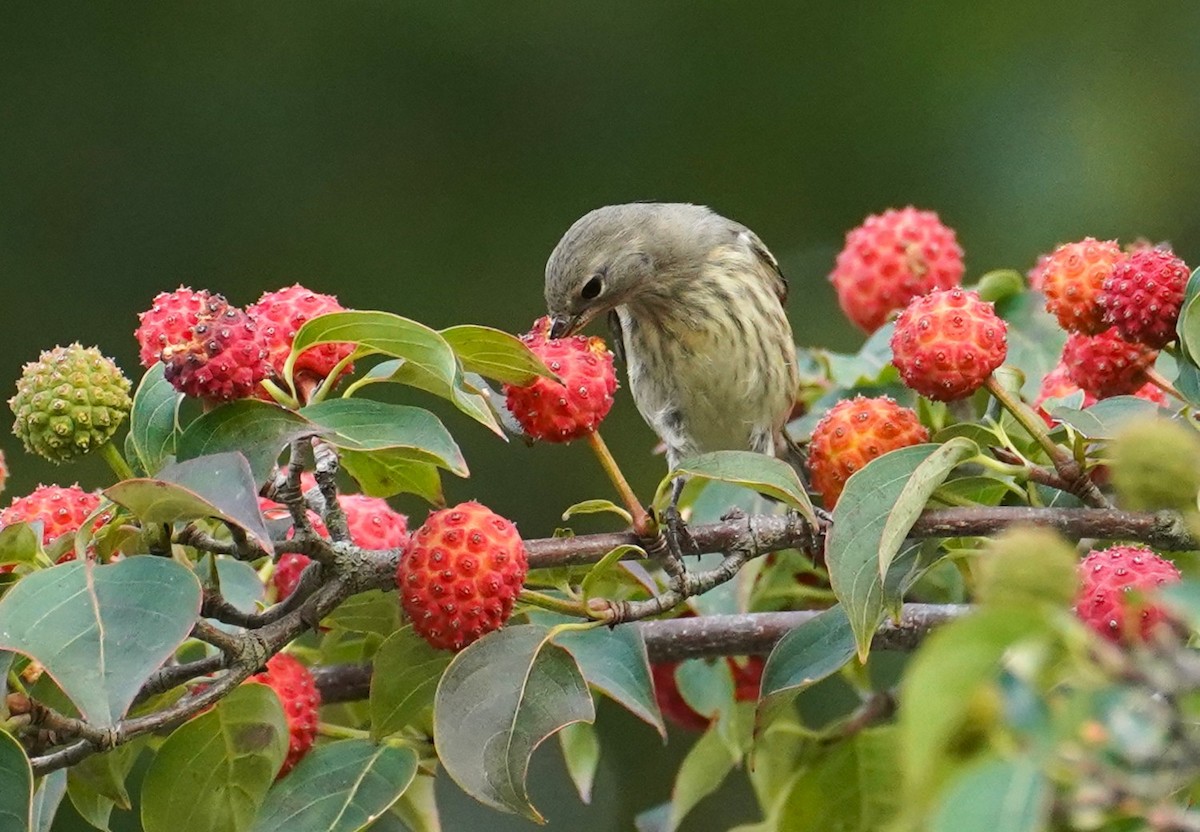 Cape May Warbler - ML641941648