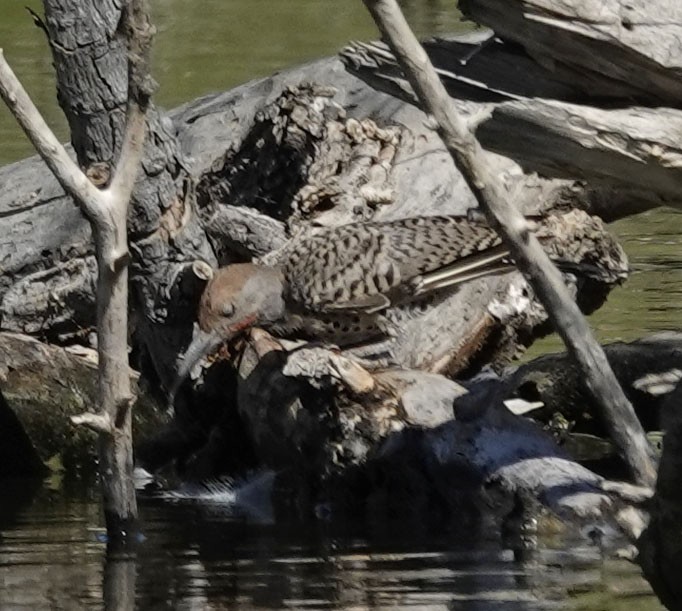Gilded Flicker - ML641941672