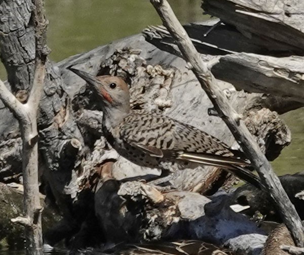 Gilded Flicker - ML641941673