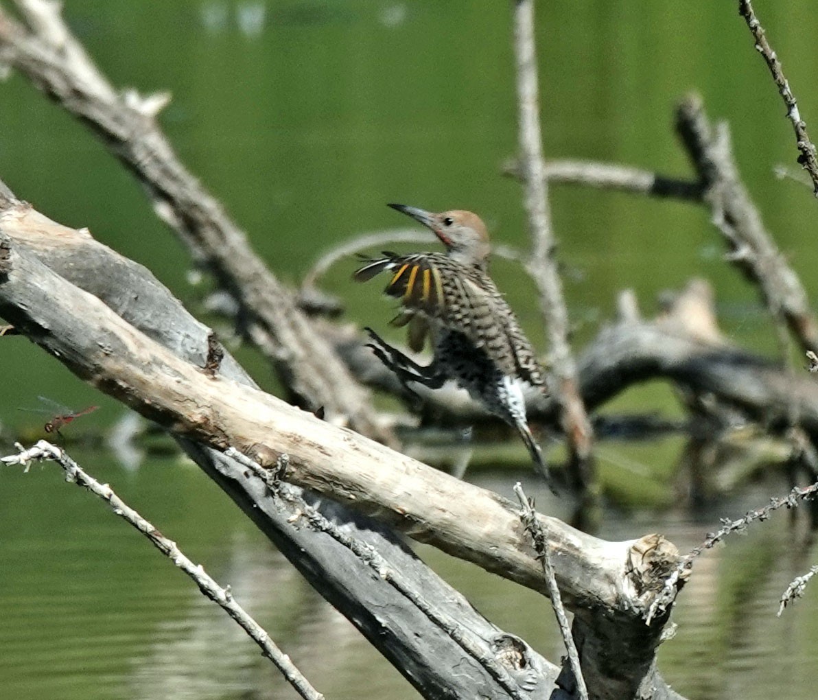 Gilded Flicker - ML641941680
