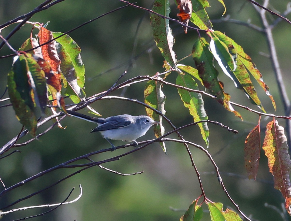 Blue-gray Gnatcatcher - ML641941681